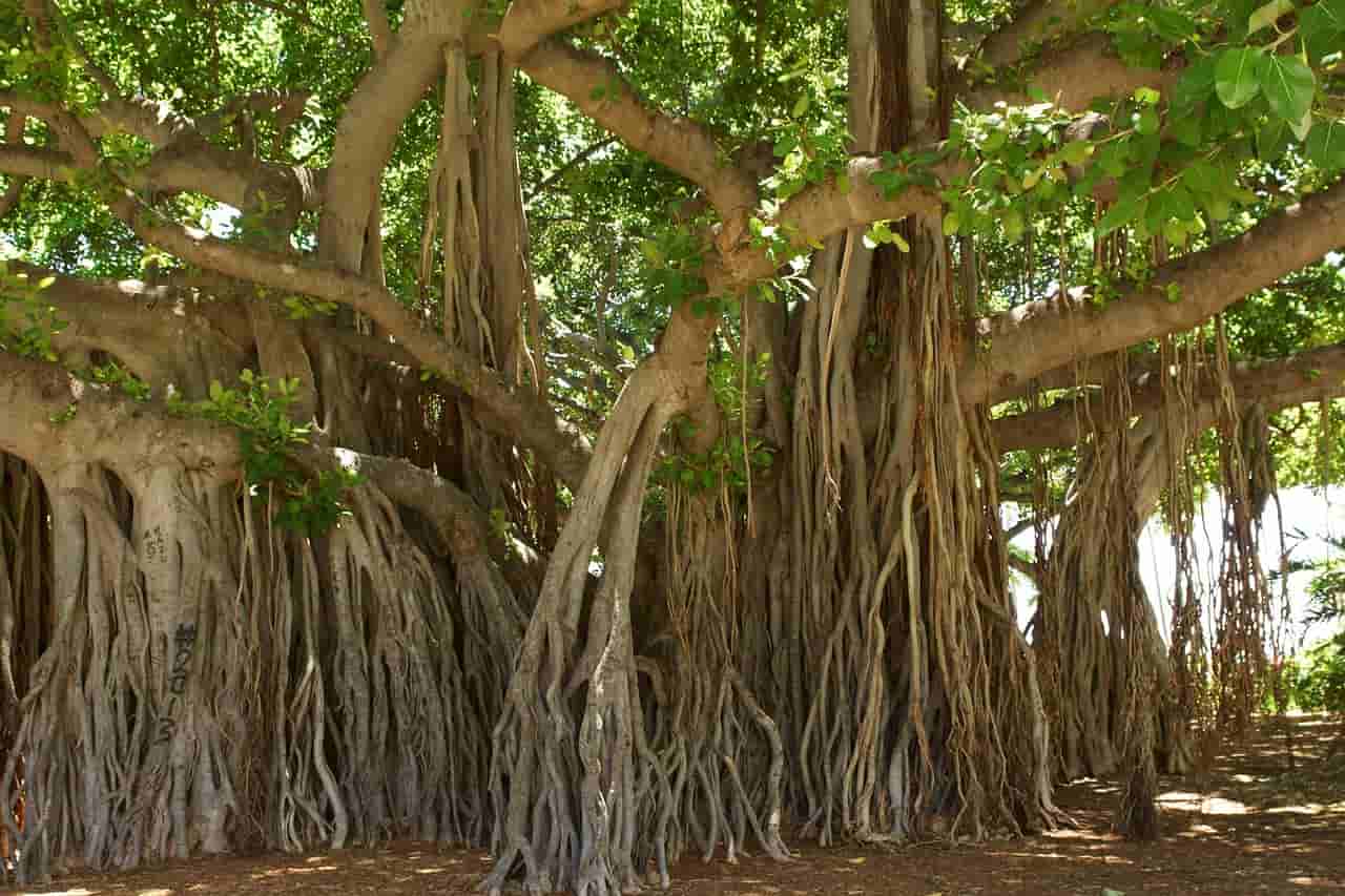 Banyan Tree in Hindi